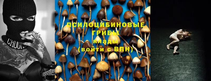 Псилоцибиновые грибы Psilocybe  Катав-Ивановск 